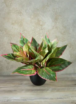 14in Long Reach Touch Red-Green Dieffenbachia Stem Pick, Case of 12