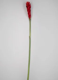 29in Long Red Ginger Stem, Case of 12