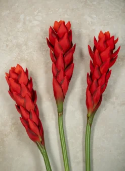 29in Long Red Ginger Stem, Case of 12