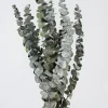20in Long Silvery-Green Dried Eucalyptus Bunch