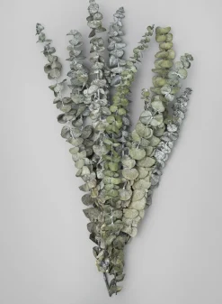 20in Long Silvery-Green Dried Eucalyptus Bunch