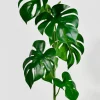 28in Long Small Monstera Leaf Spray, Case of 12