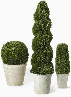 51in Long Spiral Boxwood Topiary in Pot