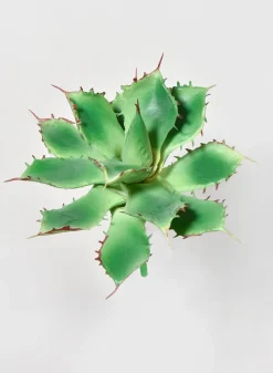 5 1/2in Long Star Cactus Pick, Case of 12