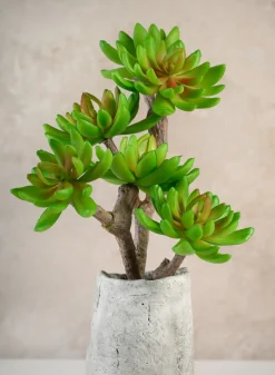 12in Long Three Head Echeveria Spray, Case of 12