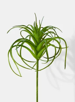 5in Long Tillandsia, Case of 12