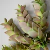 10in Long Trailing Succulent Pick, Case of 12