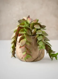 10in Long Trailing Succulent Pick, Case of 12