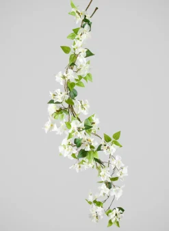 50in Long White Bougainvillea Vine, Case of 6