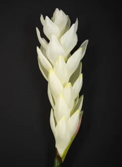 29in Long White Ginger Stem, Case of 12
