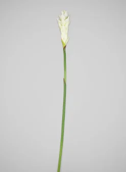29in Long White Ginger Stem, Case of 12