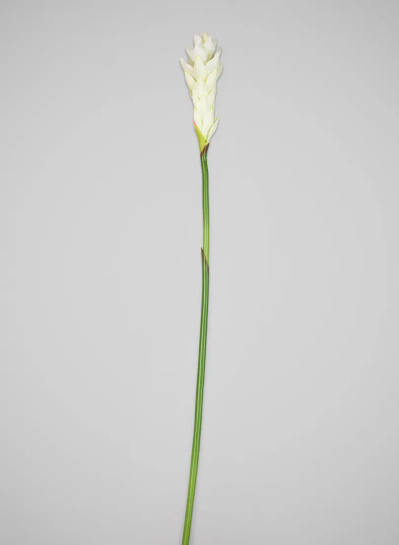 29in Long White Ginger Stem, Case of 12