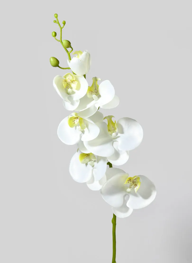 35in Long White & Yellow Phalaenopsis, Case of 12