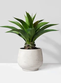 29in Tall Agave Plant
