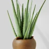 13.5in Tall Aloe In Brown Pot