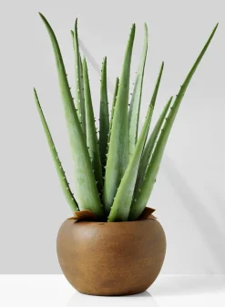 13.5in Tall Aloe In Brown Pot