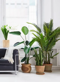 67in Tall Areca Butterfly Palm