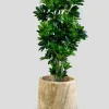 44in Tall Artificial Schefflera Tree