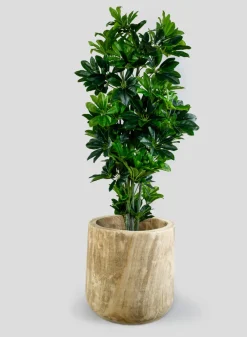 44in Tall Artificial Schefflera Tree