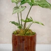 5.25in Tall Aveiro Oxblood Red Ceramic Cachepot