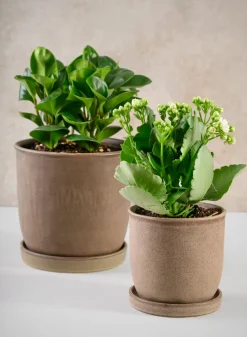 7.5in Tall Azra Dark Brown Ceramic Pot with Saucer