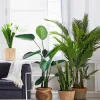 57in Tall Banana Plant