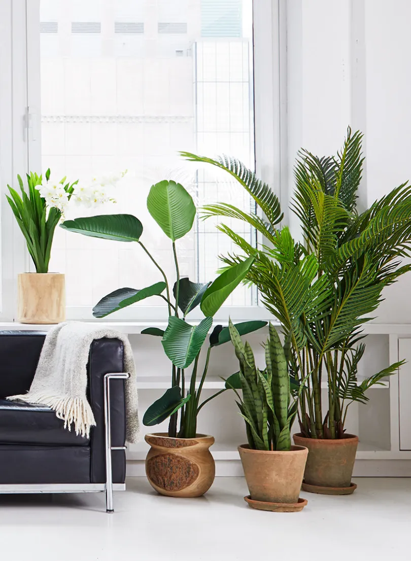 57in Tall Banana Plant