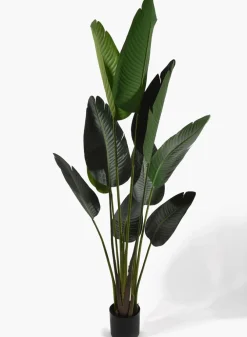 57in Tall Banana Plant