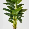 65in Tall Banana Tree