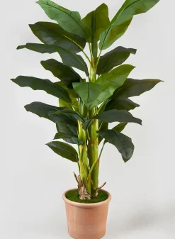 65in Tall Banana Tree