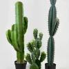 51in Tall Blue Torch Cactus