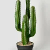 26in Tall Candelabra Cactus Plant