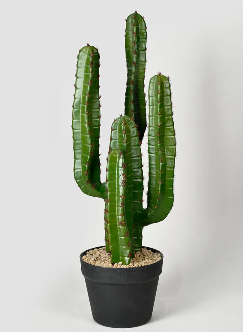 26in Tall Candelabra Cactus Plant
