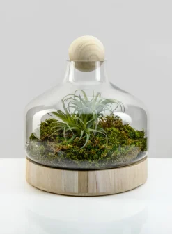 10in Tall Copacabana Glass Terrarium, Small