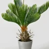 17in Tall Cycad