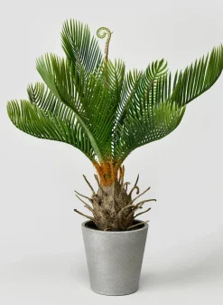 17in Tall Cycad