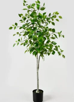 59in Tall Ficus Tree