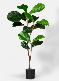 40in Tall Fiddle Leaf Fig Plant