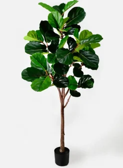71in Tall Fiddle Leaf Fig Plant