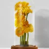 13in Tall Glass Cloche On Wood Base