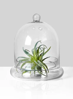9.5in Tall Glass Terrarium