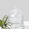 6in Tall Glass Terrarium