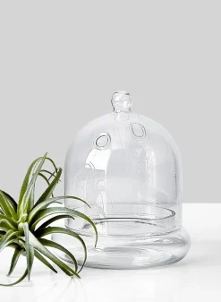 6in Tall Glass Terrarium