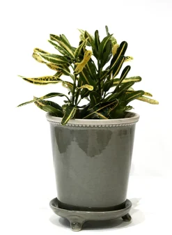 7in Tall Glazed Gray Ceramic Pot & Saucer