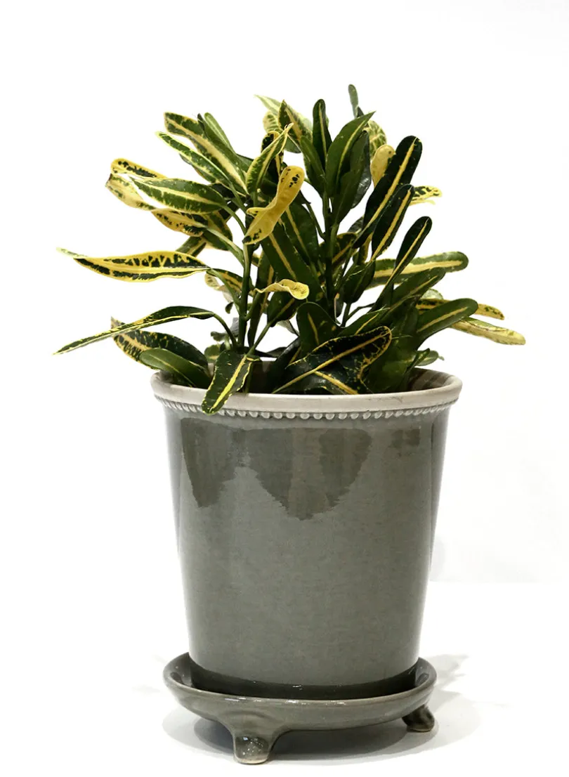 7in Tall Glazed Gray Ceramic Pot & Saucer