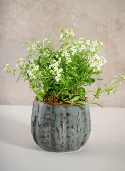 4.5in Tall Grey Glazed Leif Ceramic Cachepot