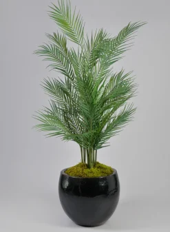 45in Tall Hawaii Kwai Palm Tree
