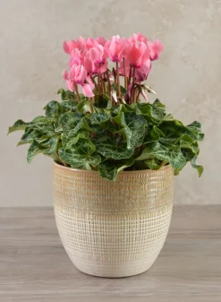 5in Tall Hinata Running Glazed Cachepot