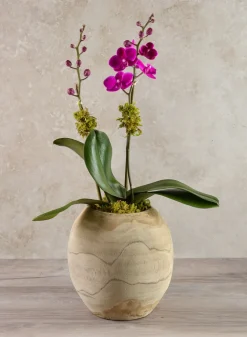 8in Tall Jaya Teak Fishbowl Wood Vase