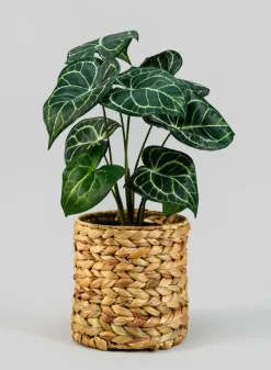 7in Tall Johor Water Hyacinth Vase and Bottle Holder